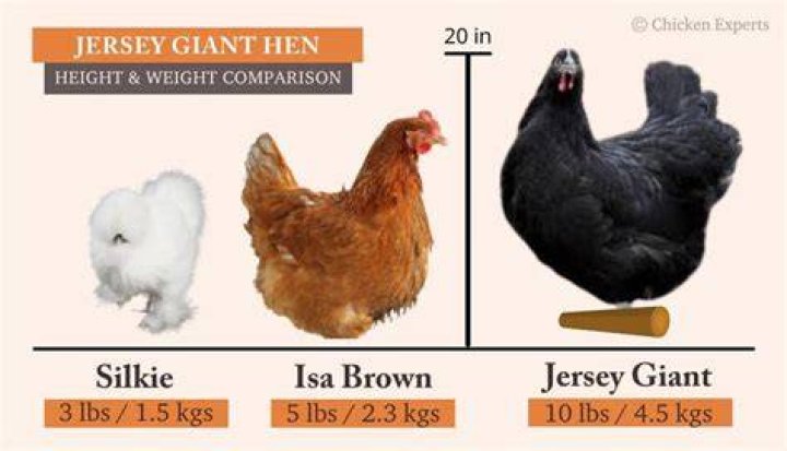 How big does a Jersey Giant chicken get?