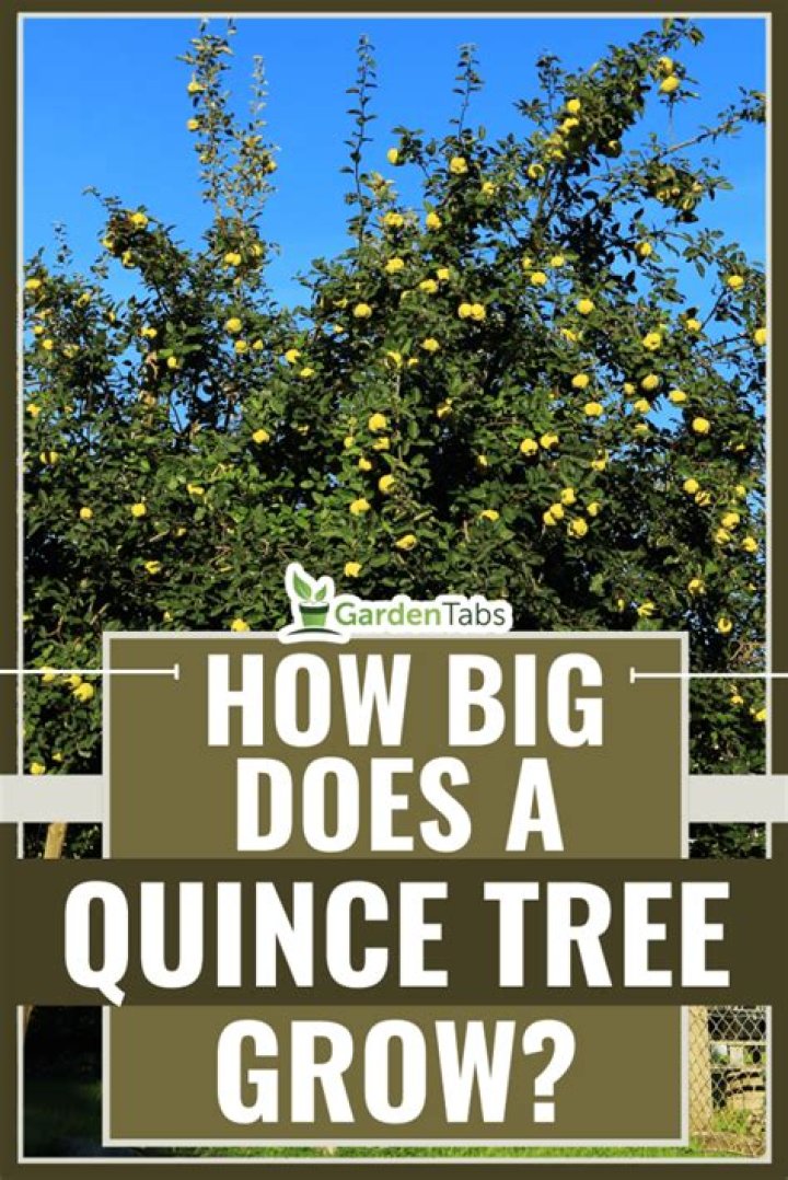 How big does a quince tree grow?