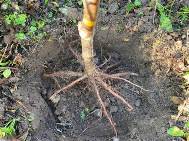 How deep do plum tree roots go?