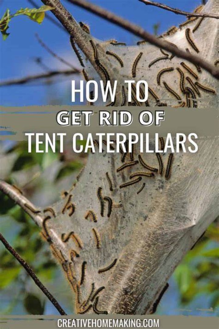 How do I get rid of tent caterpillars with Dawn?