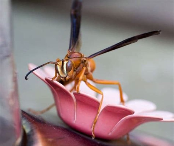 How do I keep wasps away from my hummingbird feeder?