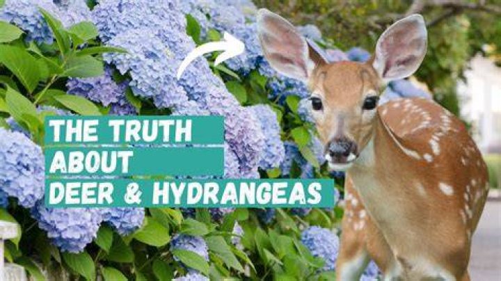 How do I protect my deer from hydrangeas?