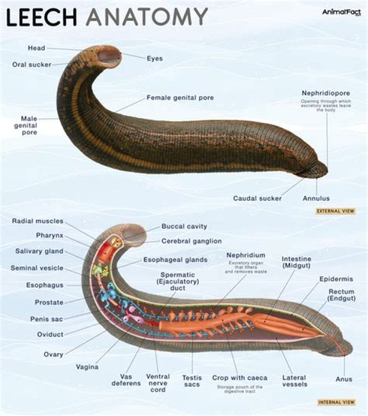 How do phylum Annelida eat?