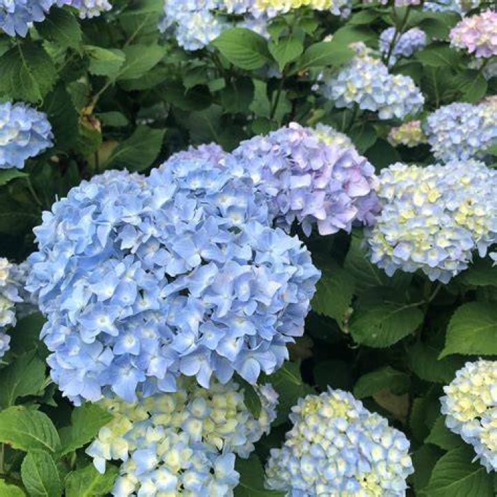 How do you care for a Mathilda Gutges hydrangea?