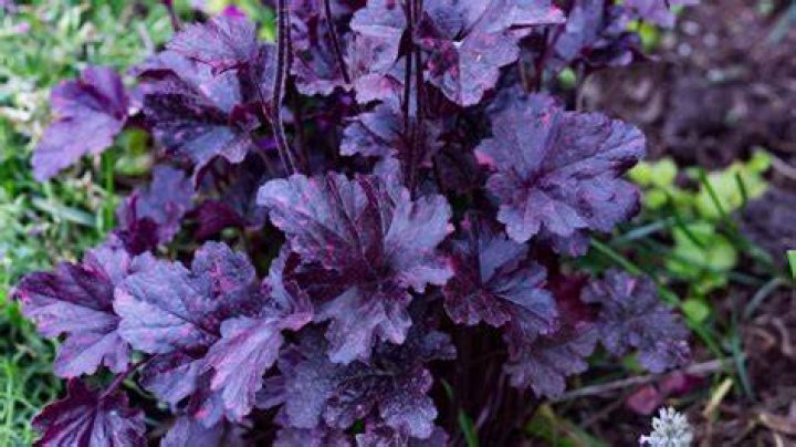 How do you care for Palace Purple coral bells?