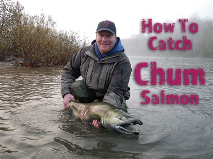 How do you catch chum salmon?