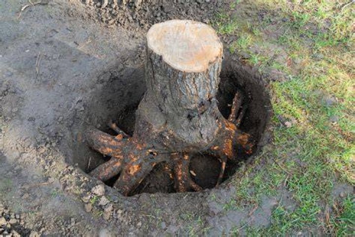 How do you cut tree roots underground?