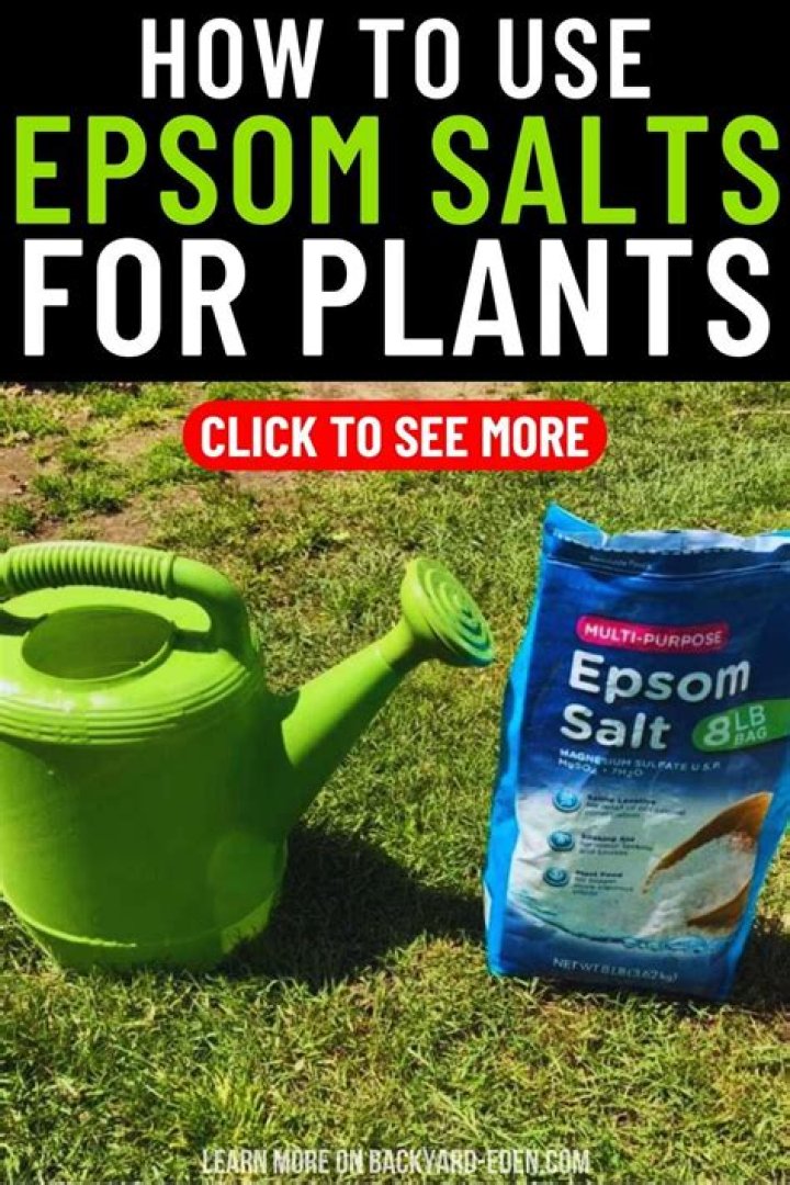 How do you dilute Epsom salts for plants?