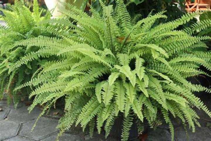 How do you divide a Boston fern?