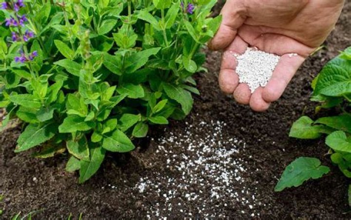 How do you fertilize Pittosporum?