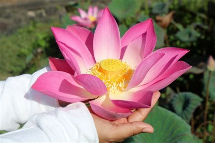 How do you get Lotus Head in Genshin impact?