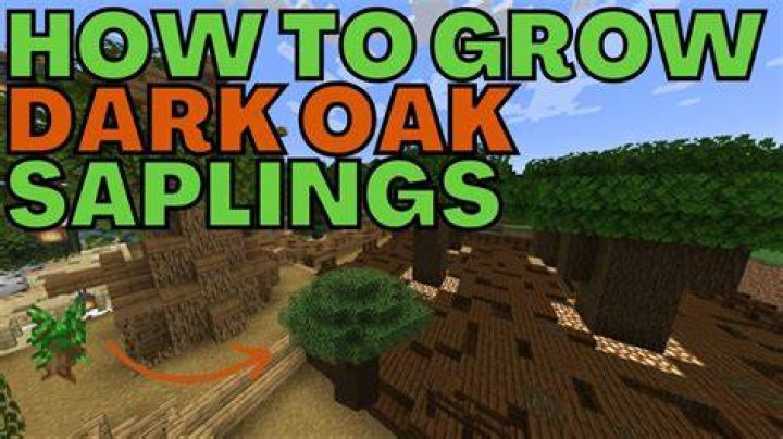 How do you get oak saplings Osrs?