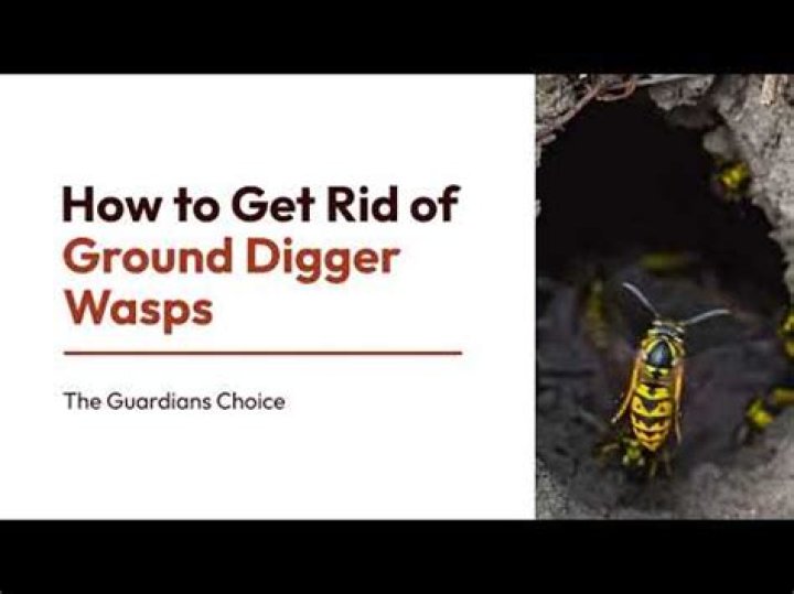 How do you get rid of digger wasps in your yard?