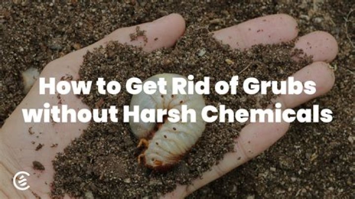 How do you get rid of grubs in your yard?