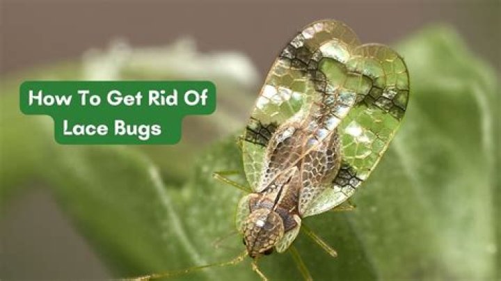 How do you get rid of Lantana lace bugs?