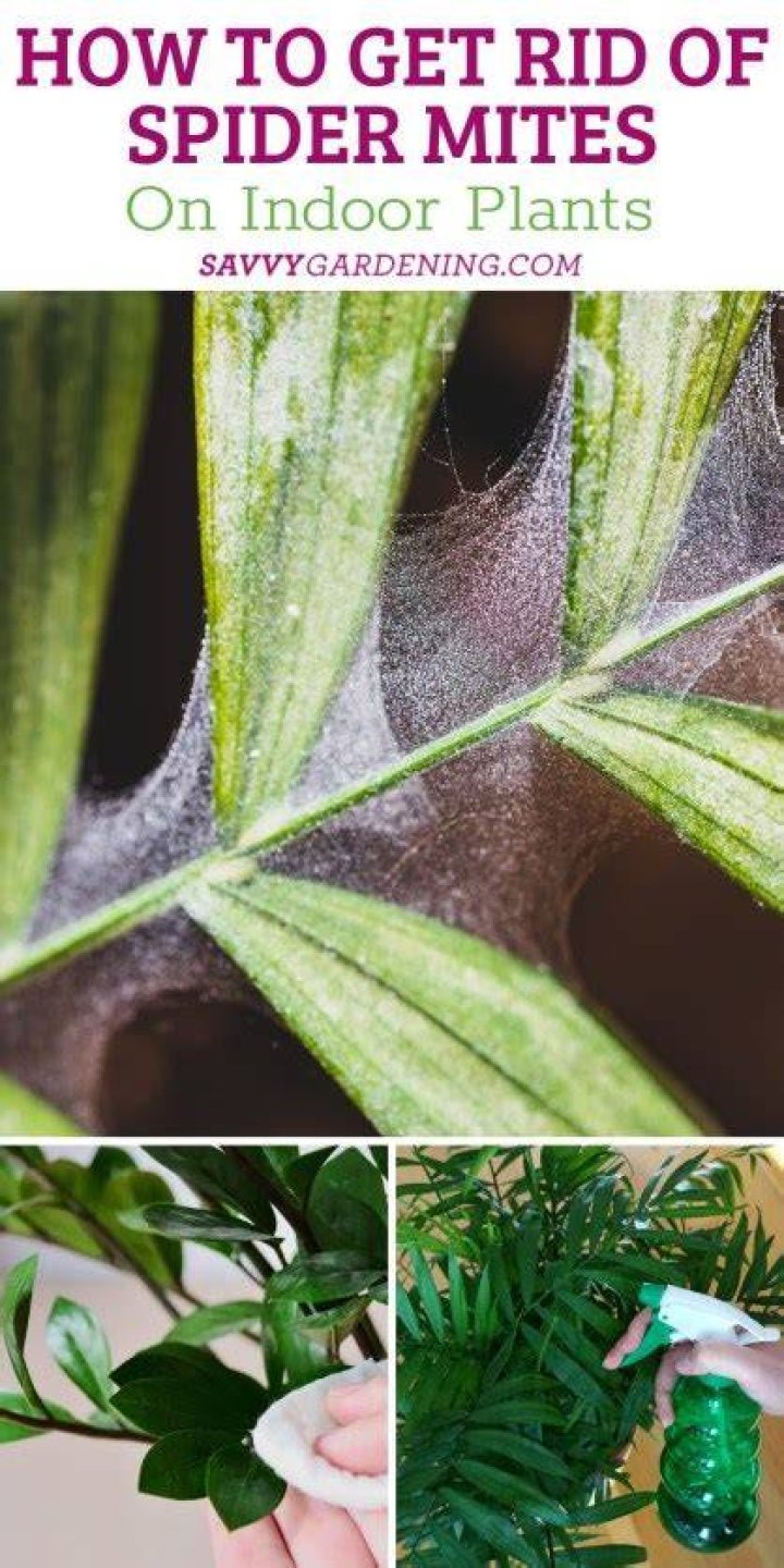 How do you get rid of mites on an avocado tree?