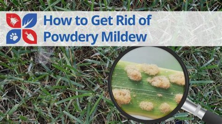 How do you get rid of powdery mildew on gerbera daisies?