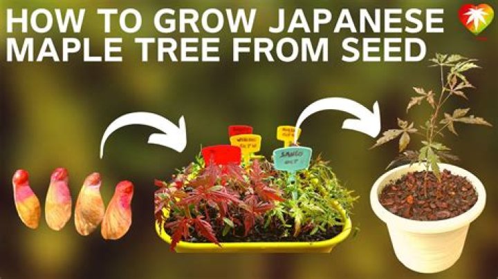 How do you grow a Japanese plum tree?