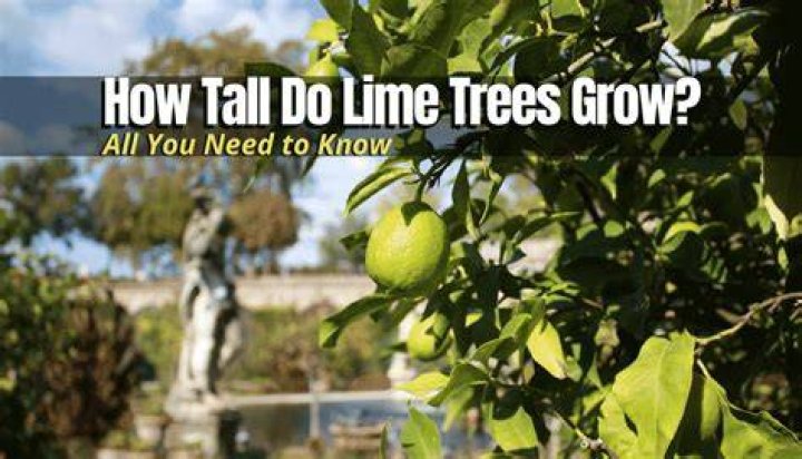 How do you grow a slime tree?