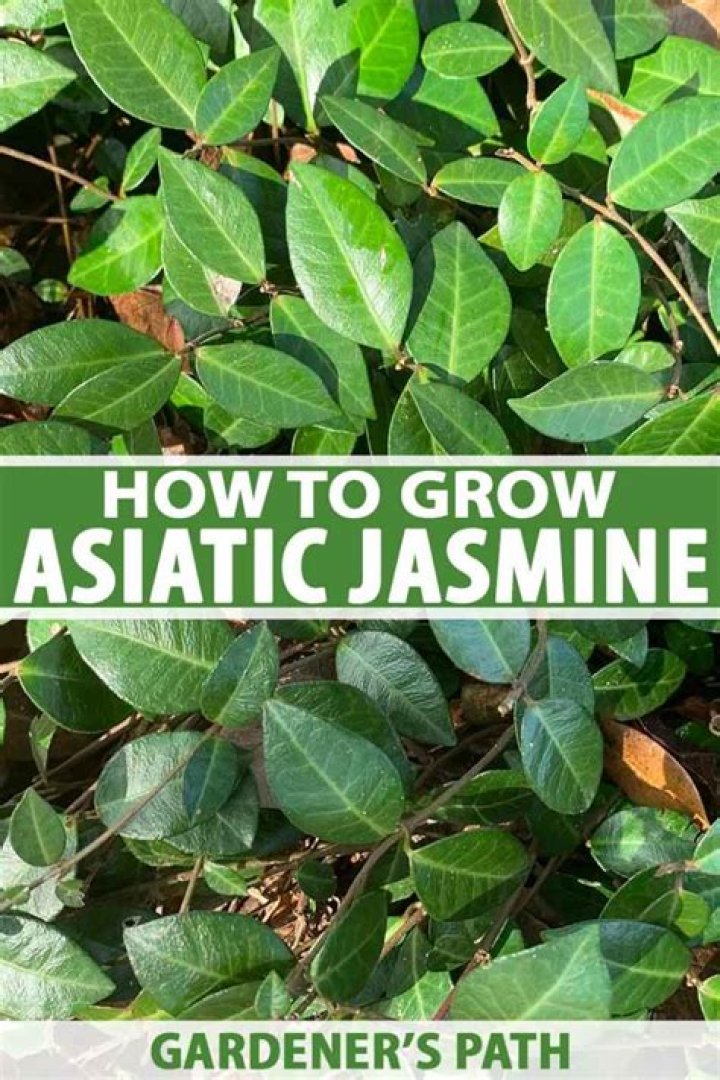 How do you grow Asiatic jasmine?