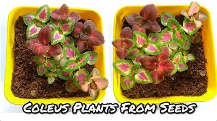 How do you grow coleus from seed?
