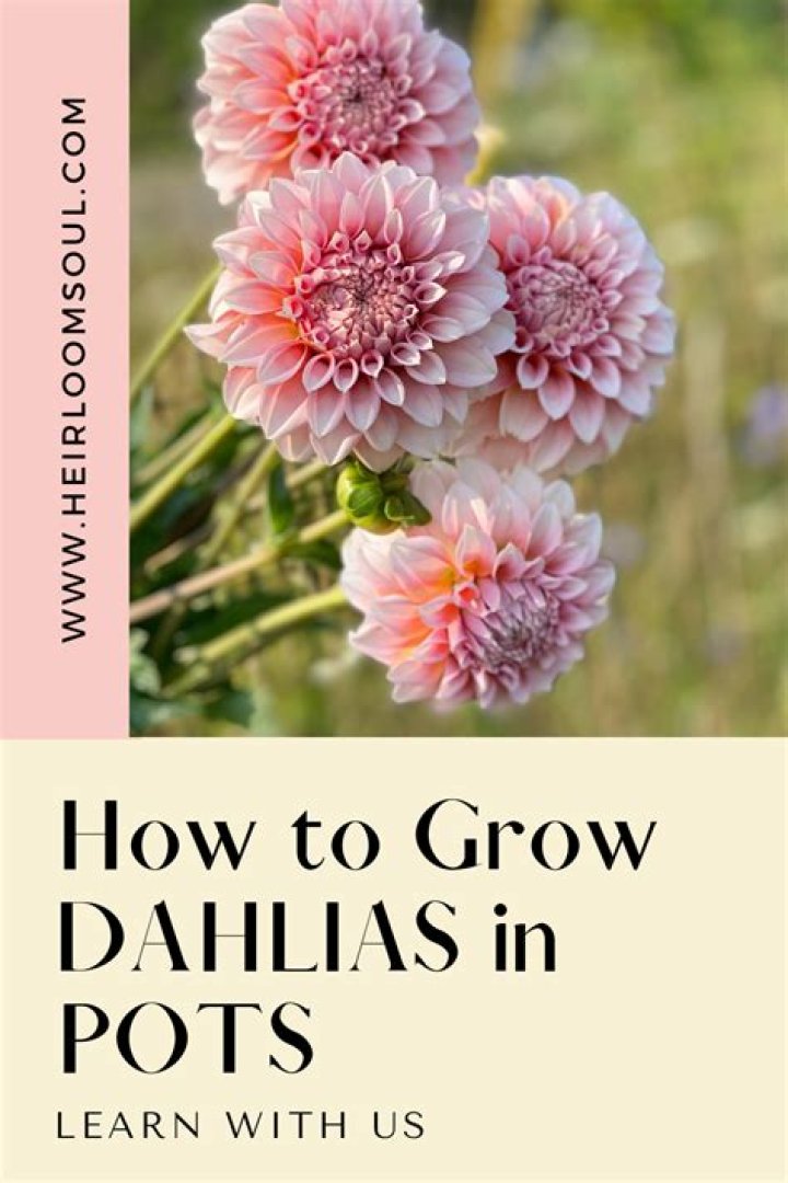 How do you grow dahlias in Michigan?