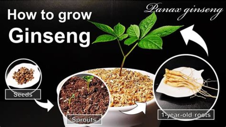 How do you grow ginseng from seed?