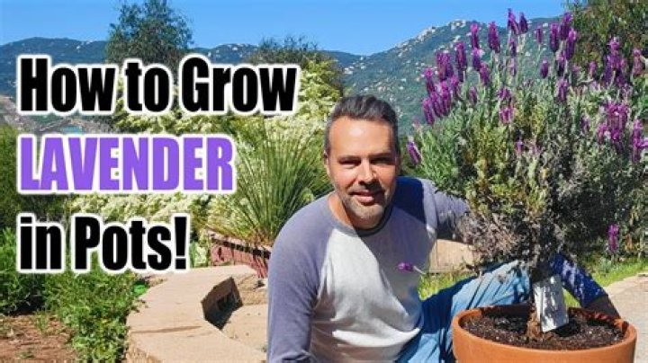 How do you grow lavender in Arizona?