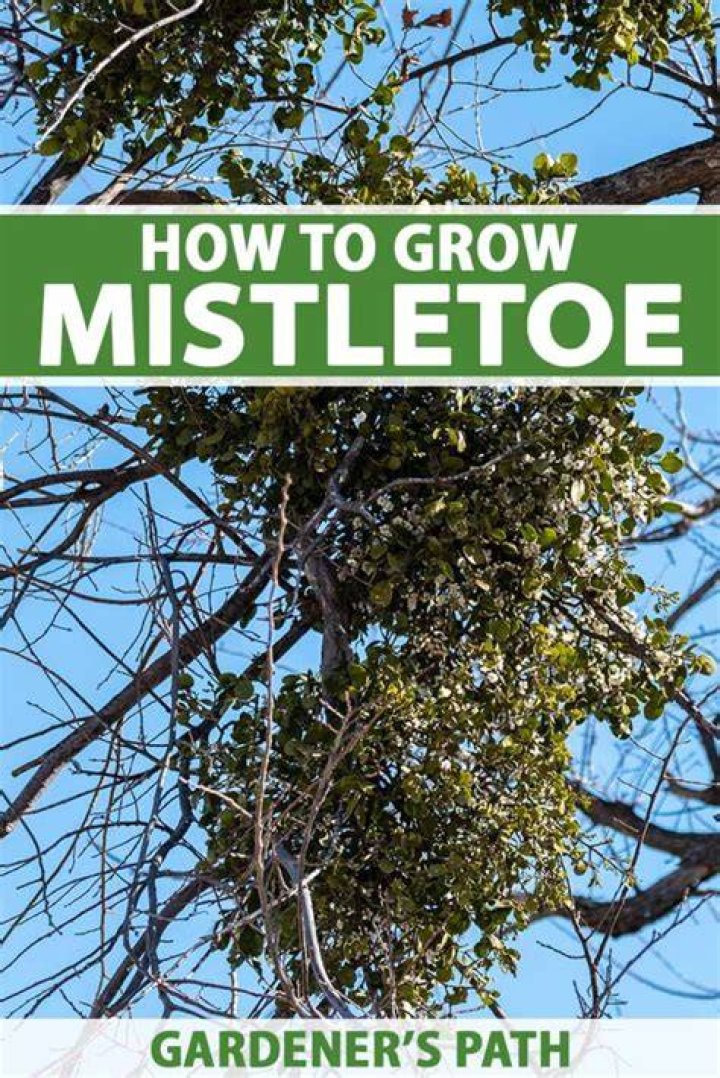 How do you grow mistletoe on a tree?