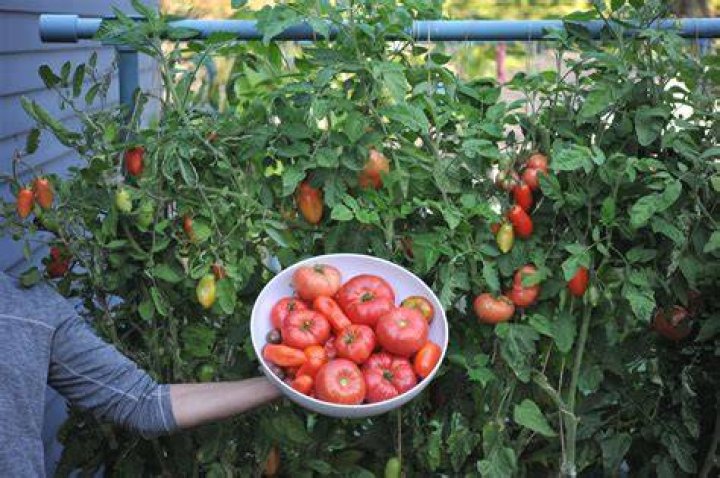 How do you grow tomatoes all year round?
