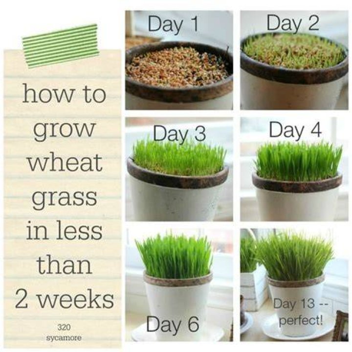 How do you grow wheat grass?