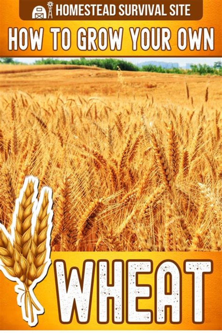 How do you grow your own wheat?