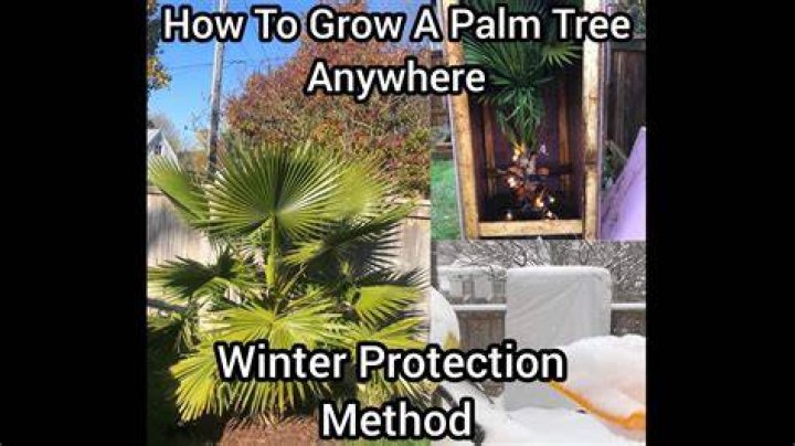 How do you keep foxtail palms from freezing?