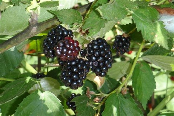 How do you keep weeds out of blackberries?