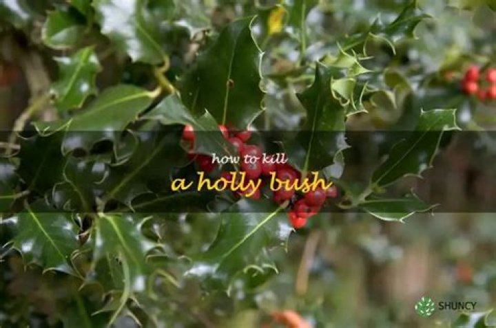 How do you kill a holly bush?