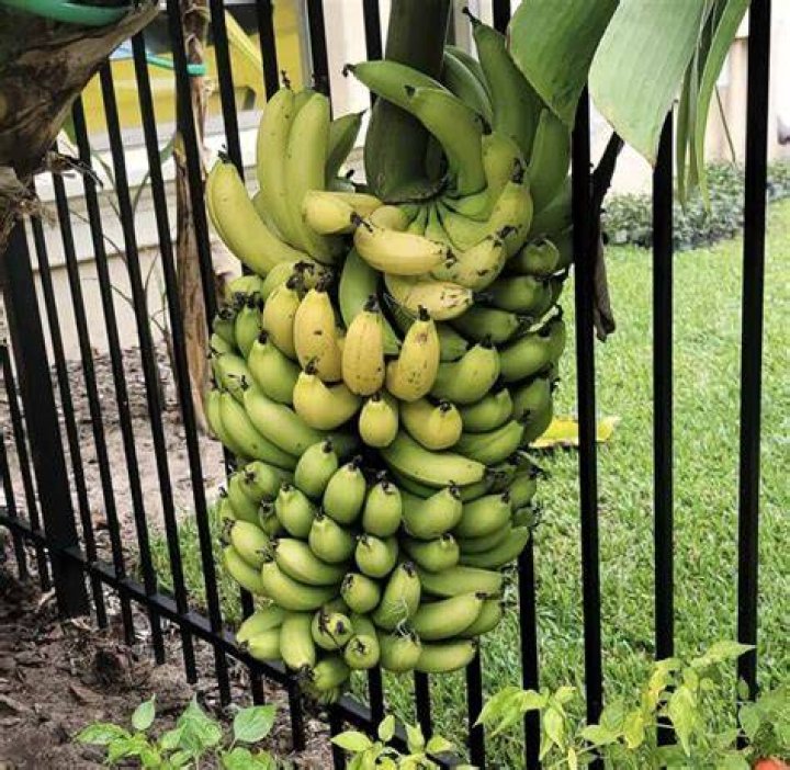 How do you kill banana tree roots?