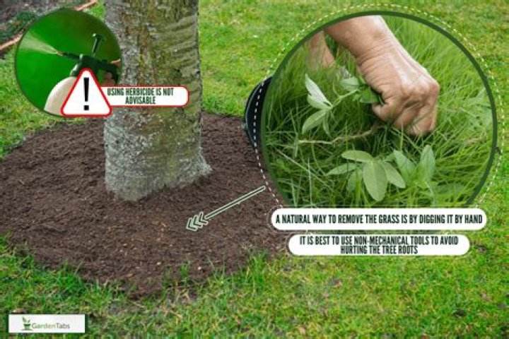 How do you kill grass under pine trees?
