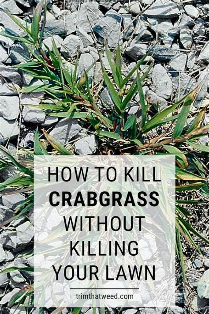 How do you kill sage grass?