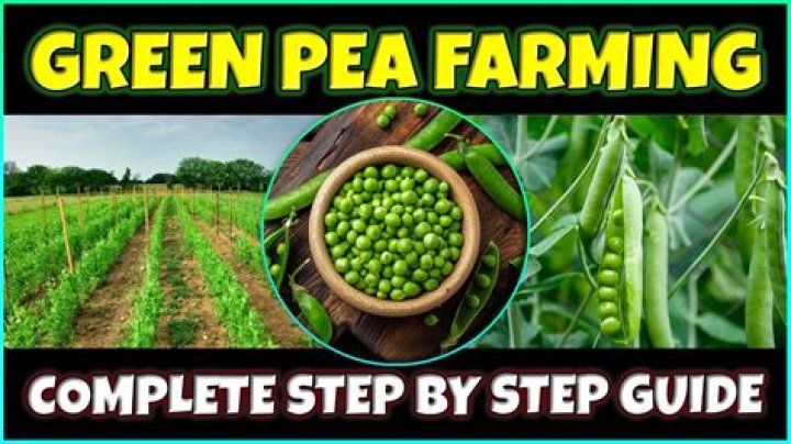 How do you know if peas are bad?