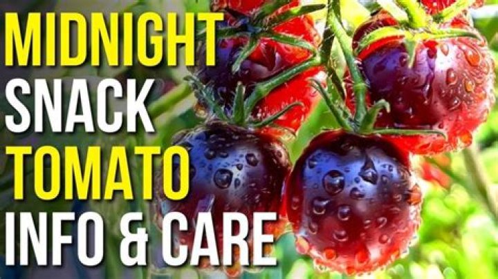 How do you know when midnight snack tomatoes are ripe?