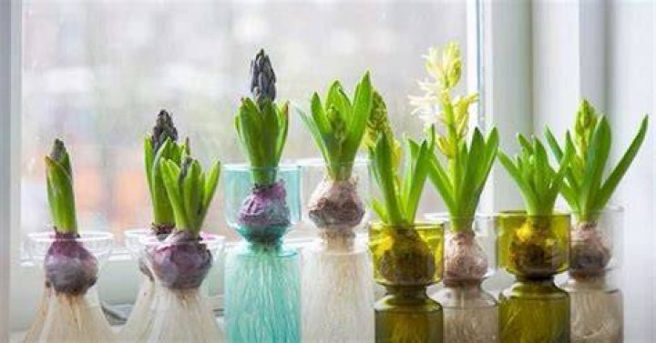 How do you look after indoor hyacinths?