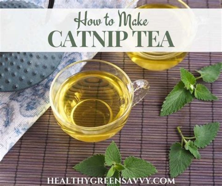 How do you make catmint tea?