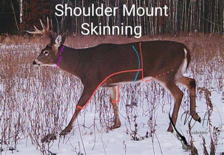 How do you measure a deer shoulder mount?