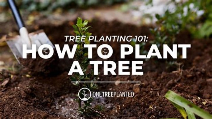 How do you plant a tree in a Stardew greenhouse?