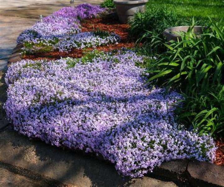 How do you plant a woodland phlox?