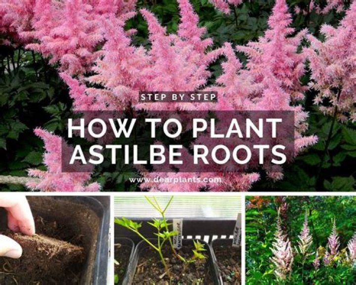 How do you plant astilbe bulbs?