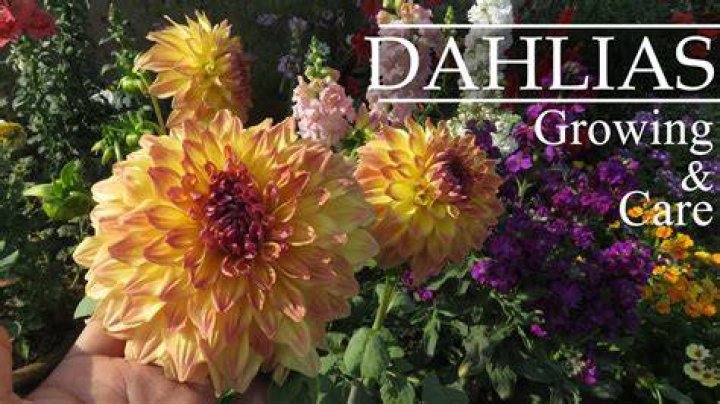 How do you plant dahlias in the Pacific Northwest?