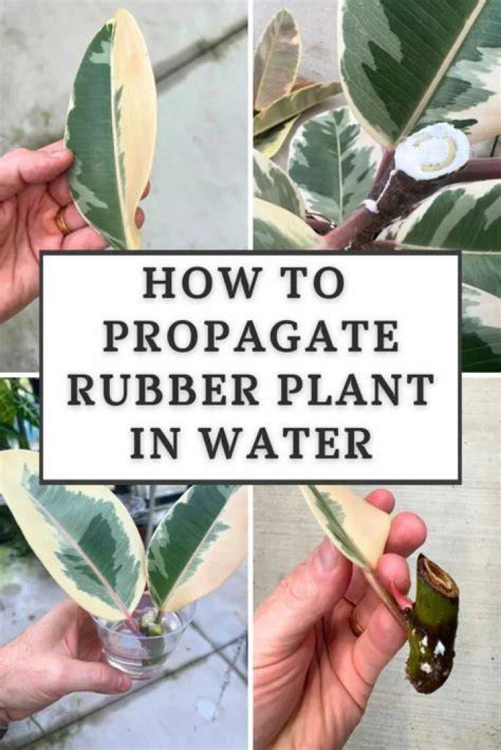 How do you propagate Acacia Dealbata?