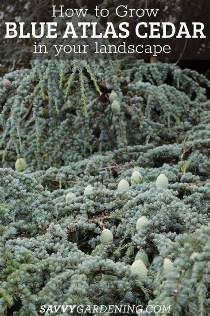 How do you propagate blue atlas cedar?