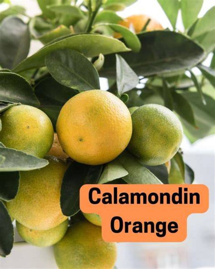 How do you propagate calamondin oranges?